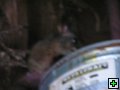 thn_NZ leden-unor 2006 050.jpg